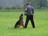 Schutzdiensthelfer und Hund bei der Arbeit.